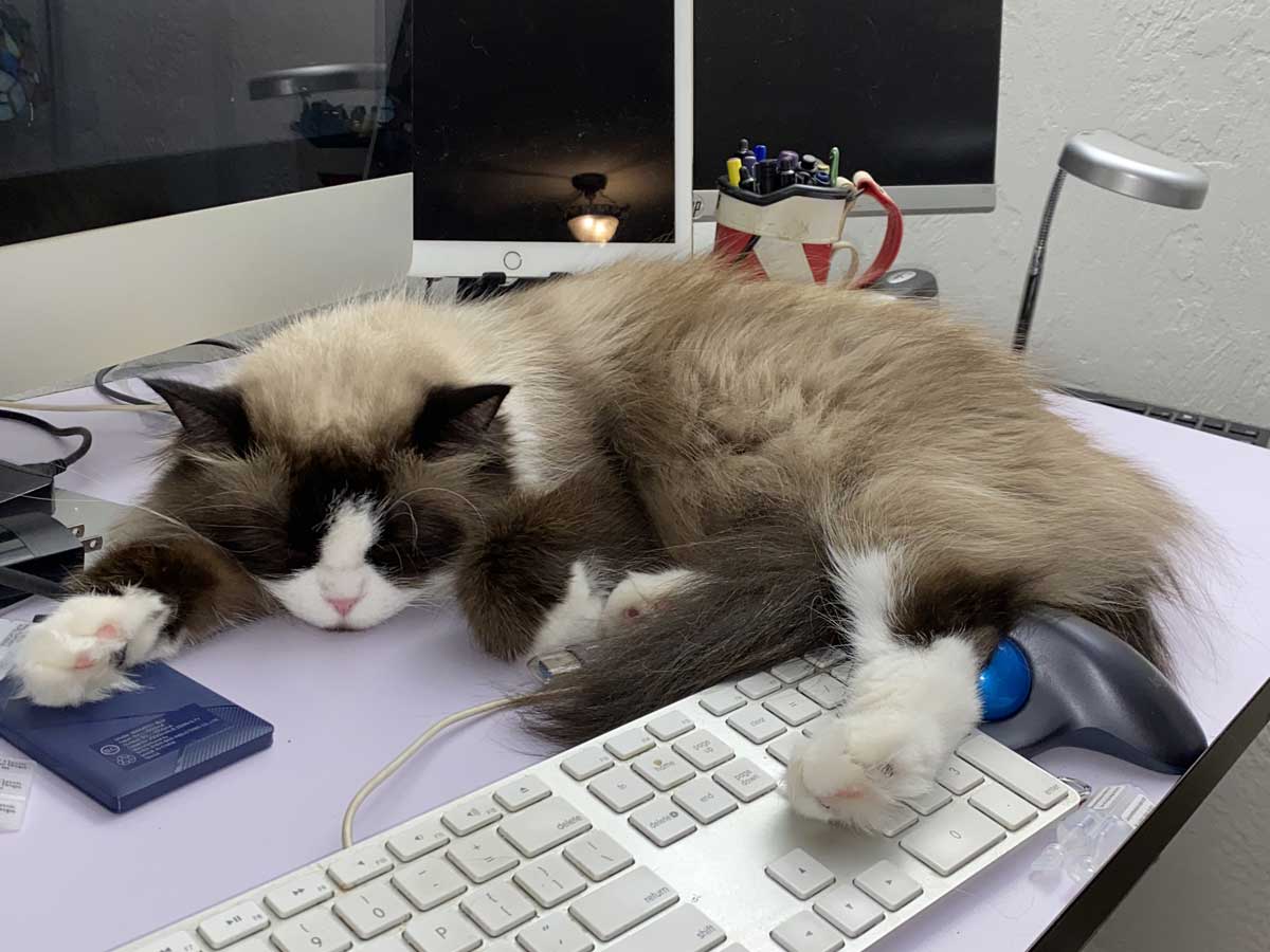 furryfloppycats.com bella on desk